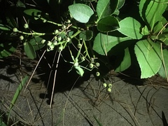 Stagmomantis limbata