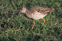 Calidris pugnax