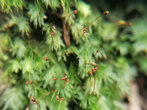 Fissidens bryoides