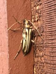 Ortholeptura valida