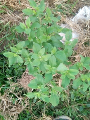 Acanthospermum hispidum