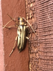 Ortholeptura valida