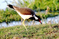 Vanellus indicus