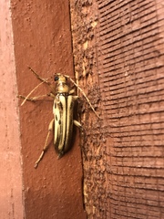 Ortholeptura valida