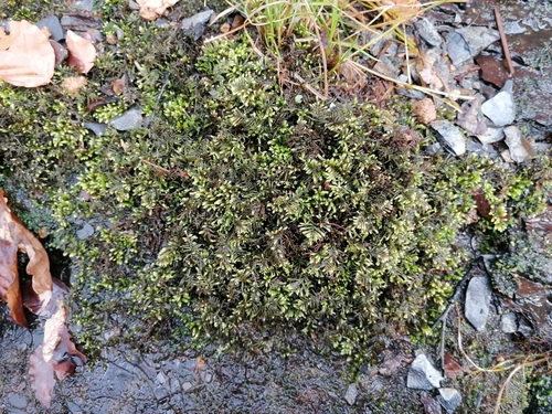 Image of Hyocomium armoricum by (c) Daniel Buczkiewicz, some rights reserved (CC BY-SA)