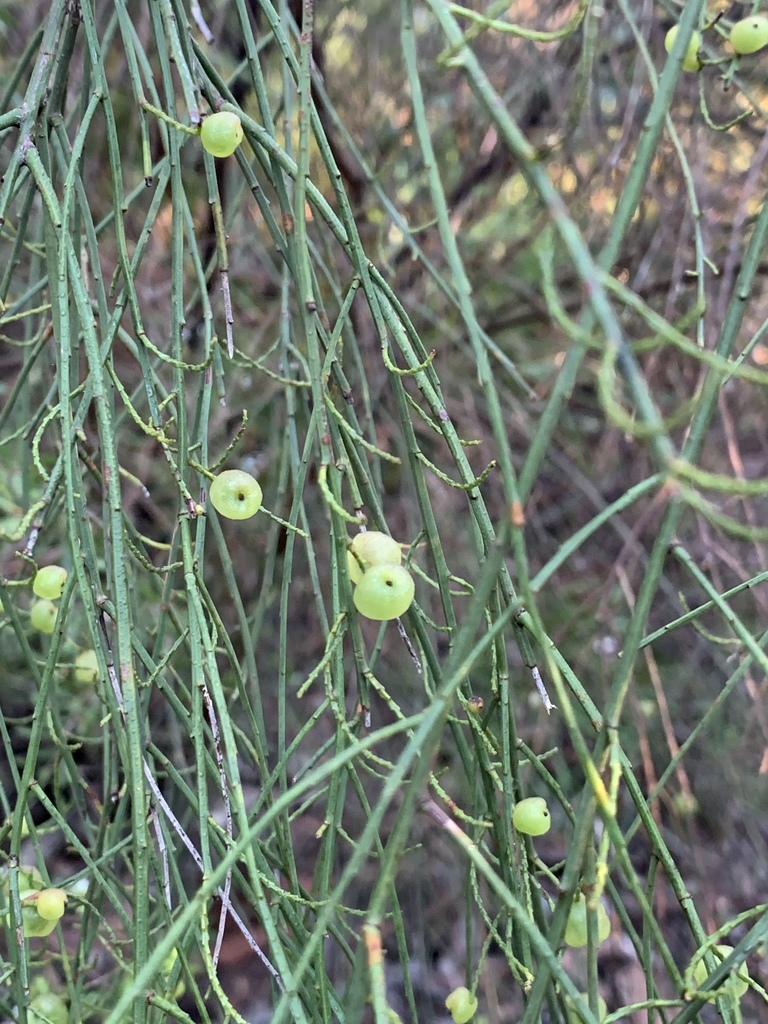Native Currant