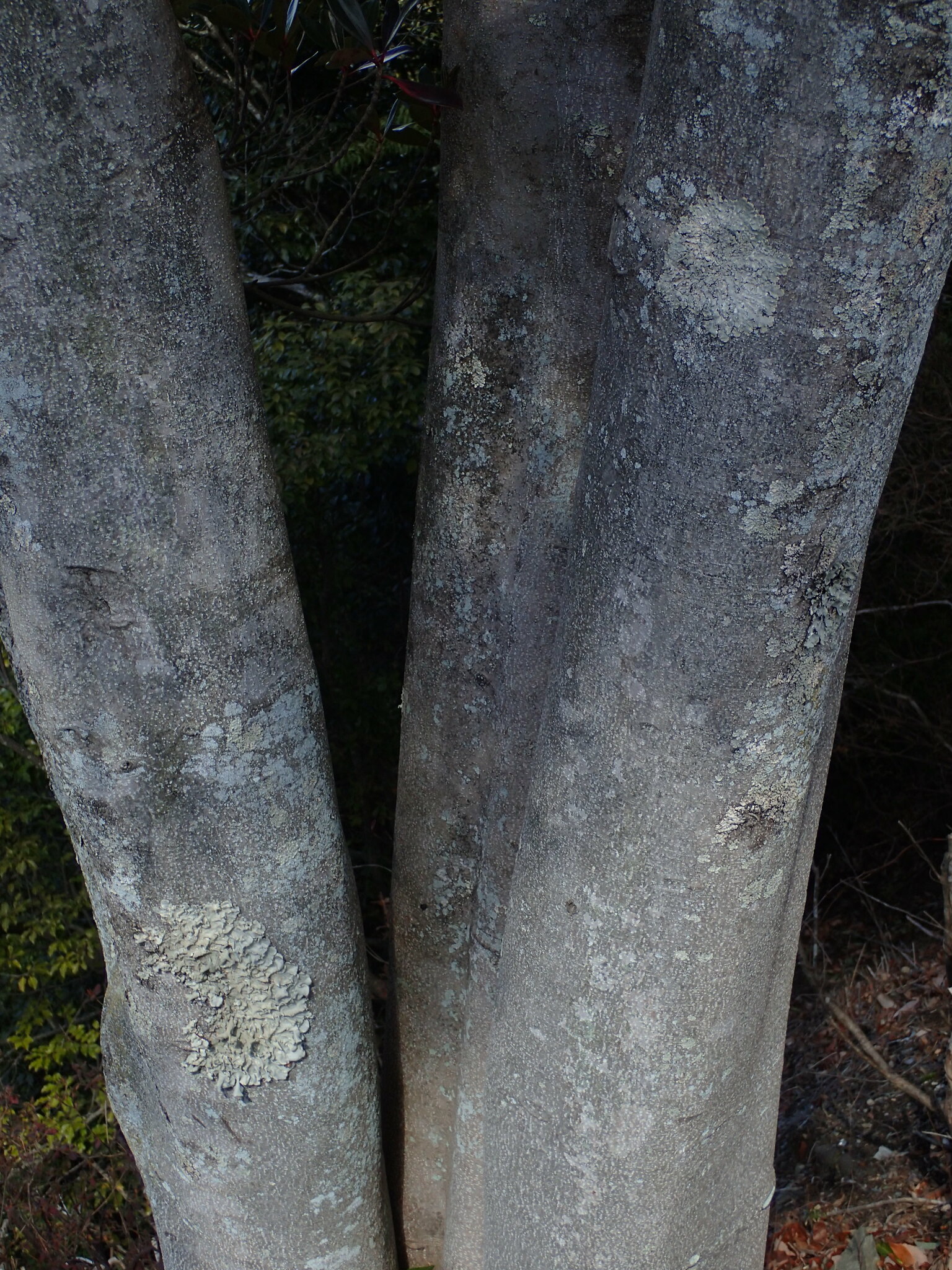 Imagem de Abricó-de-jardim