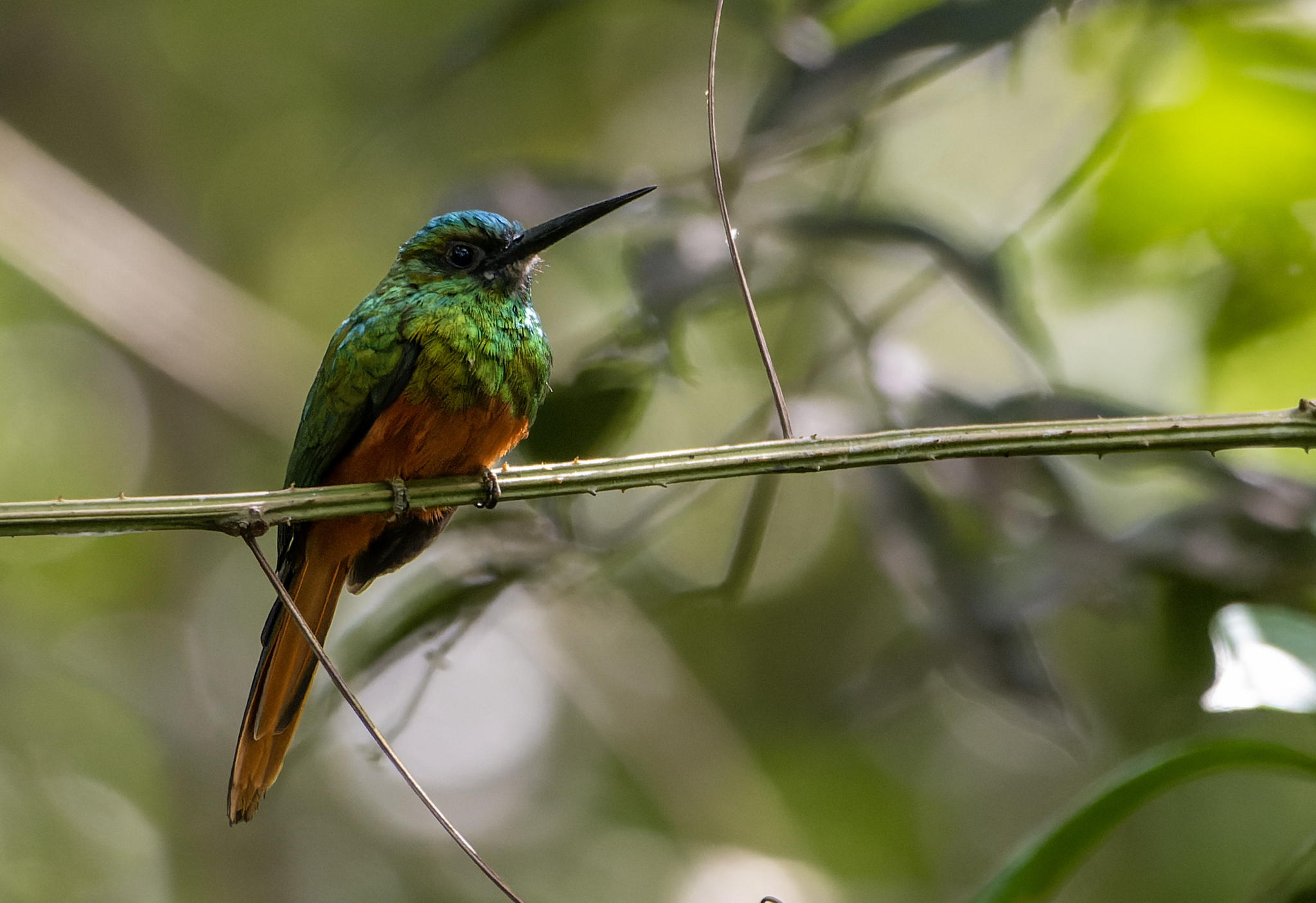 Bluish-fronted Jacamar (Galbula cyanescens), photo 3