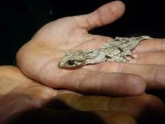 Northern Fiat-Tail Gecko photo 2