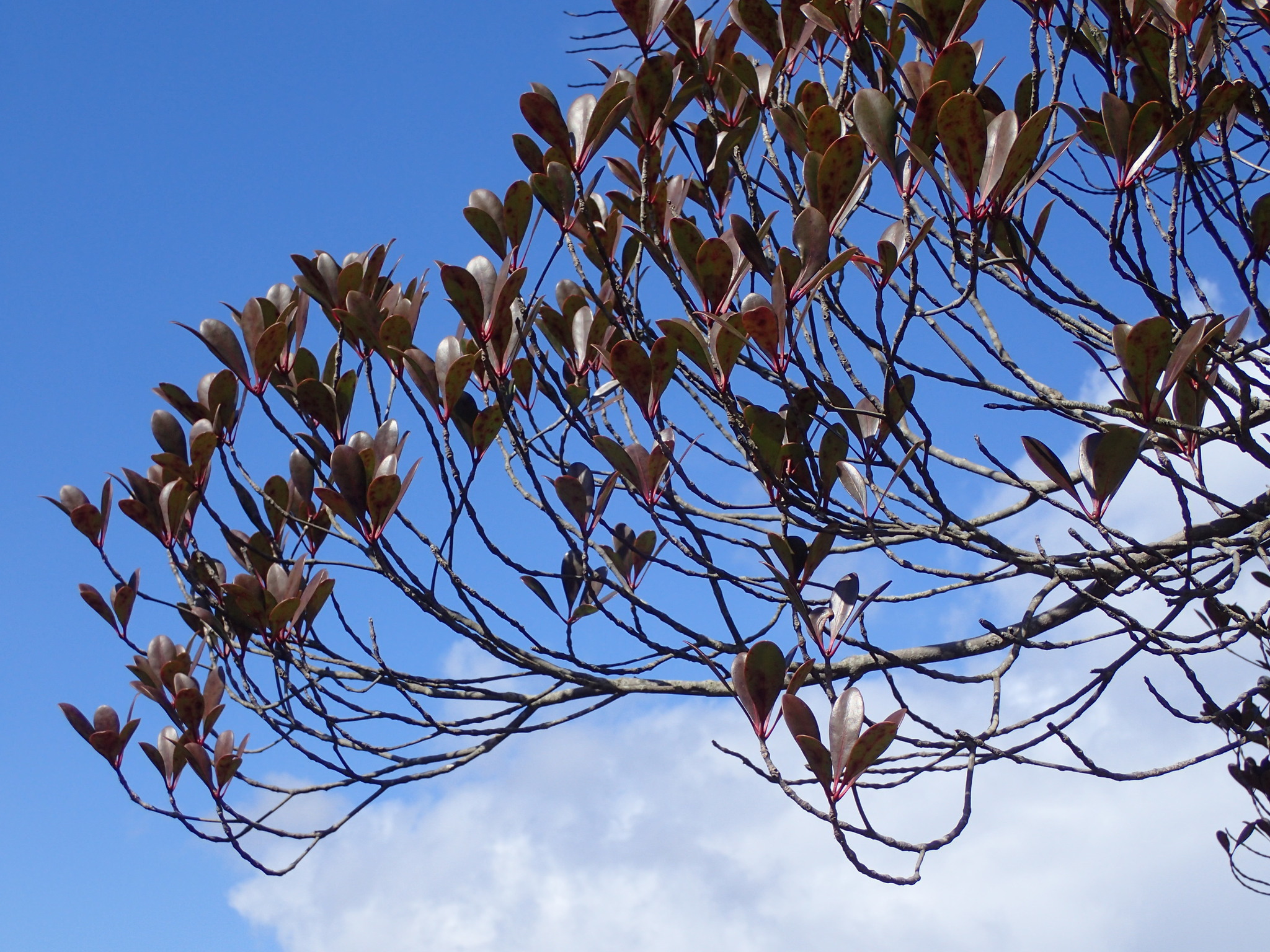 Imagem de Abricó-de-jardim