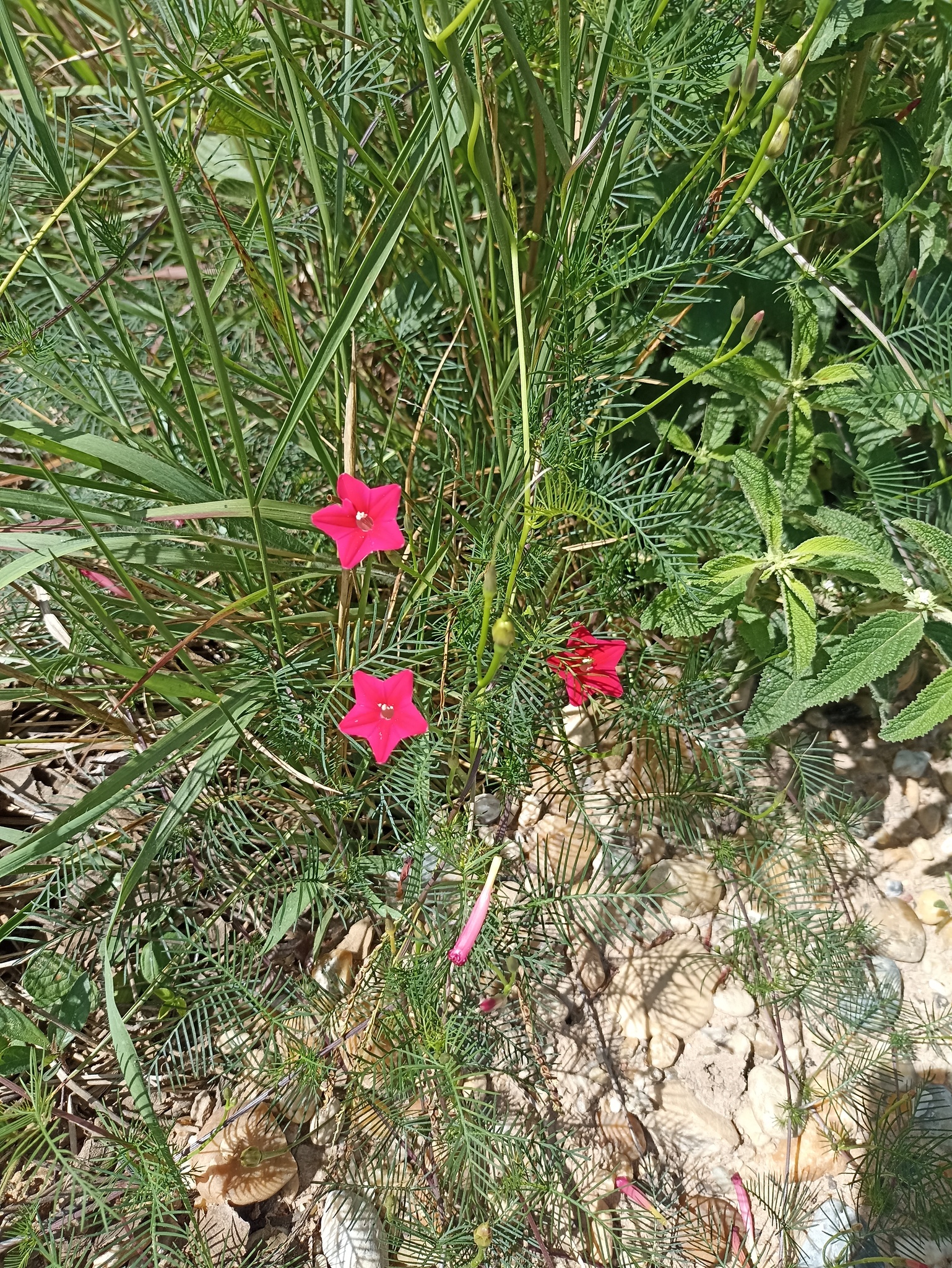 Ipomoea quamoclit