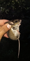 Peromyscus melanotis