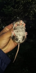 Peromyscus melanotis
