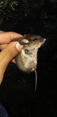 Peromyscus melanotis