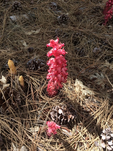 iNaturalist observation photo of Snowplant