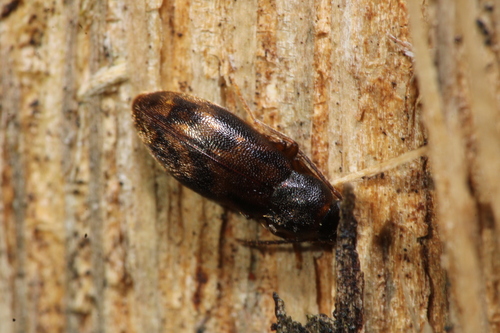Marolia variegata