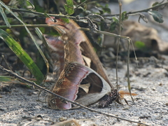 Attacus taprobanis