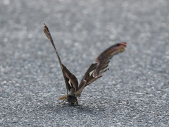 Attacus taprobanis