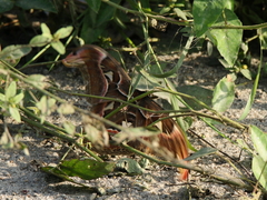 Attacus taprobanis