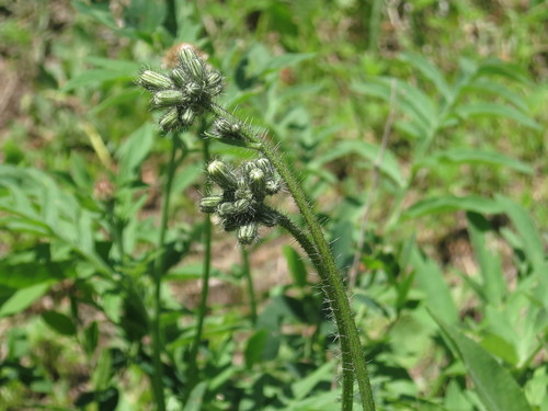 Image of Pilosella floribunda by (c) Repina Tatyana, some rights reserved (CC BY)
