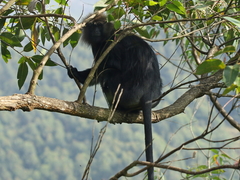 Semnopithecus johnii