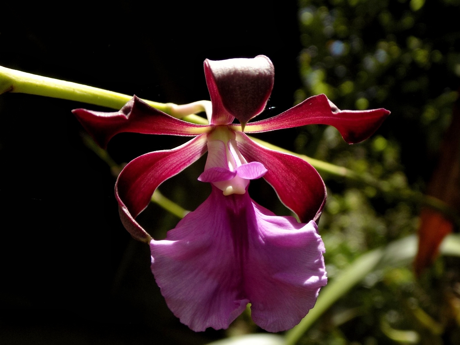 Imagem de Orquídea coração