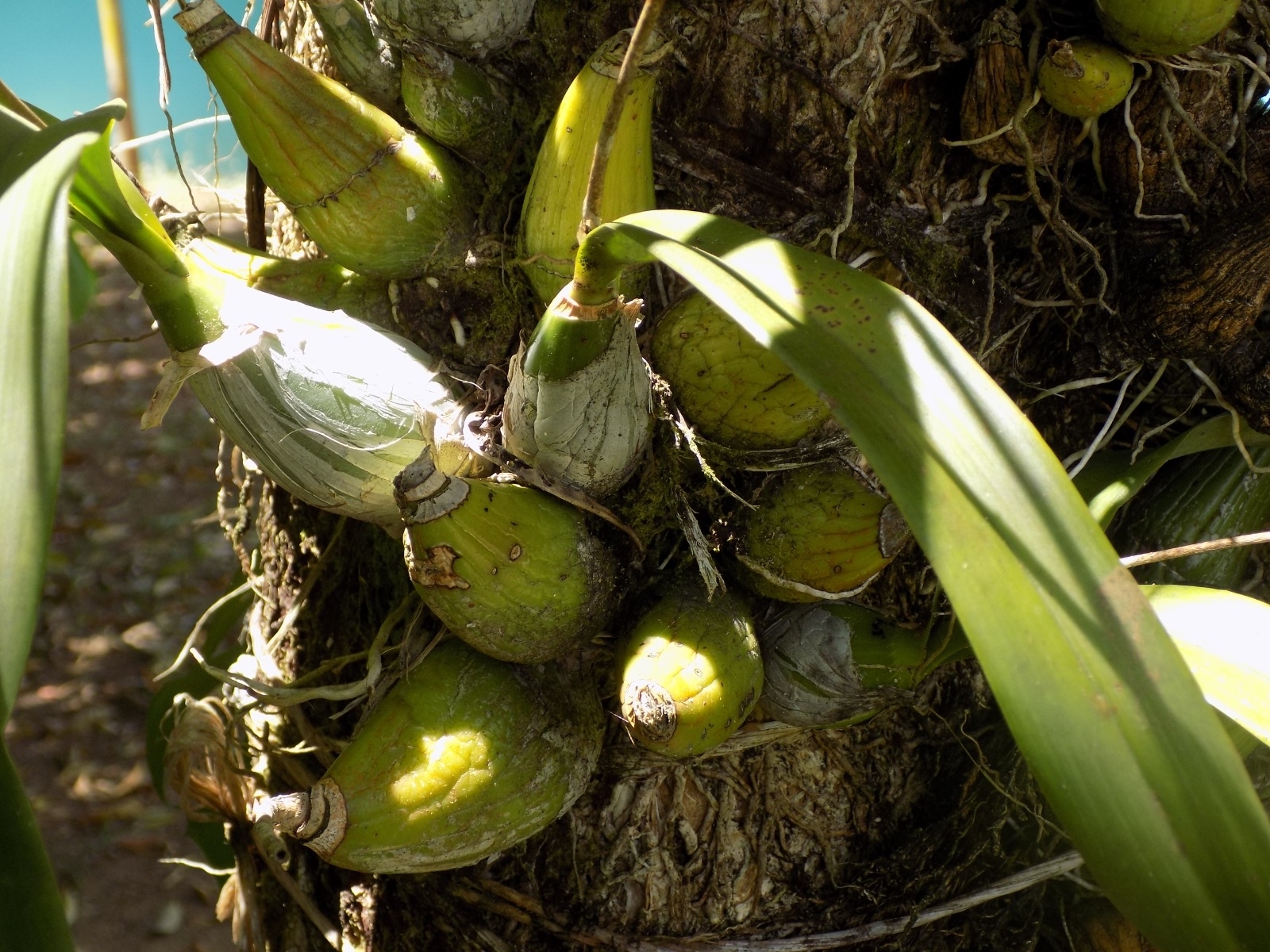Imagem de Orquídea coração