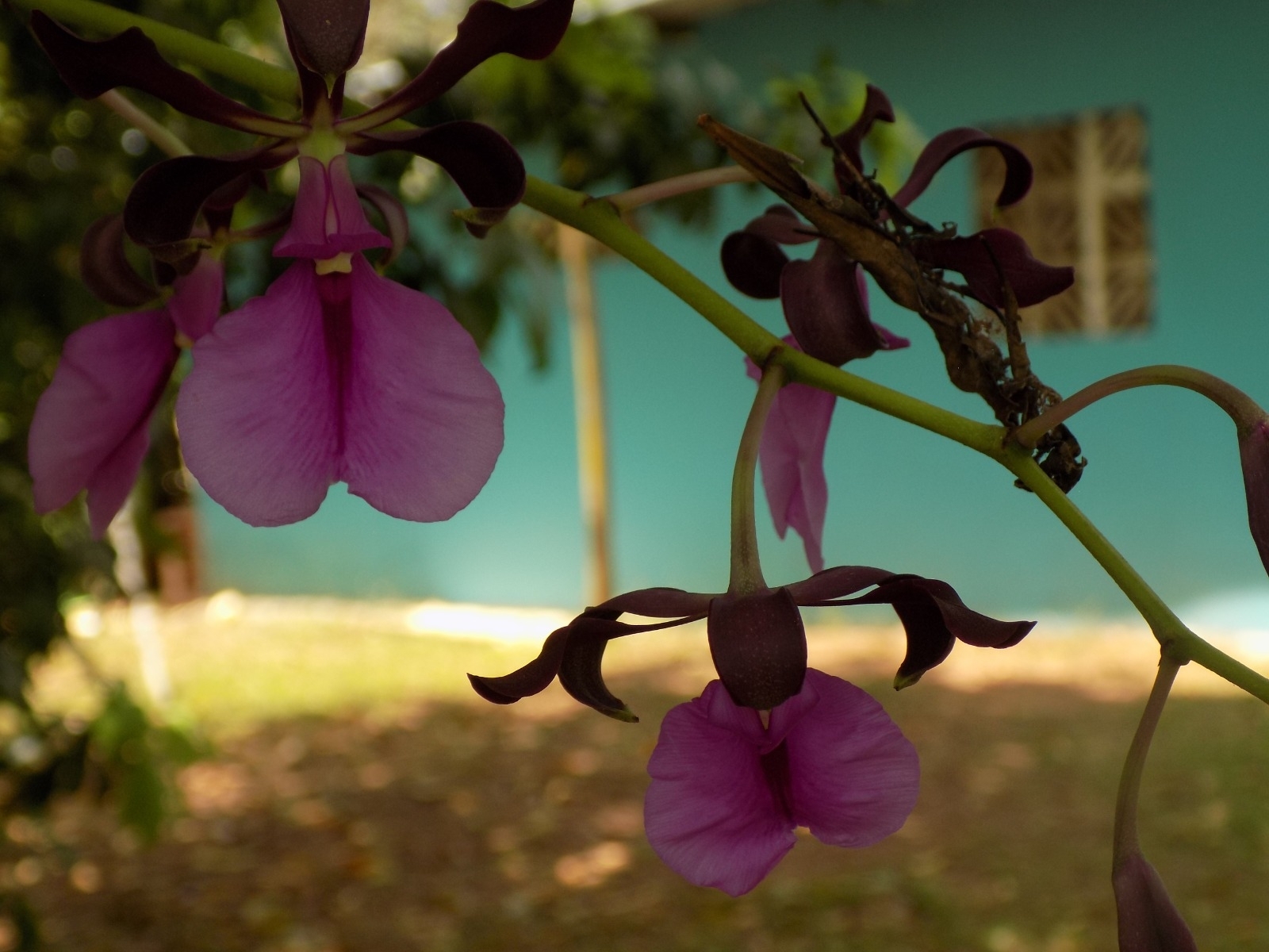 Imagem de Orquídea coração