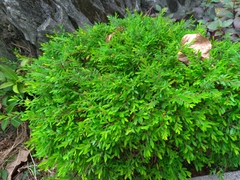 Phyllanthus myrtifolius