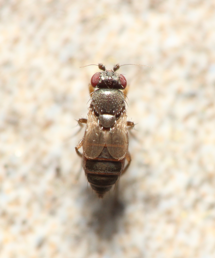Pteremis