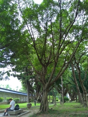 Ficus microcarpa microcarpa