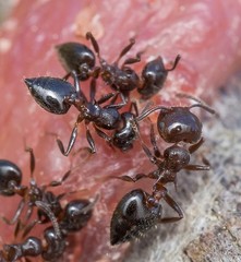 Crematogaster cerasi