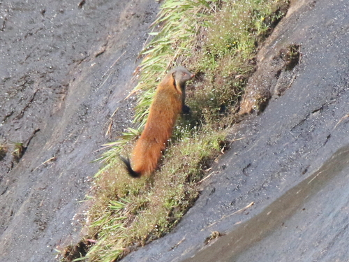 Stripe-necked Mongoose