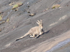 Nilgiritragus hylocrius