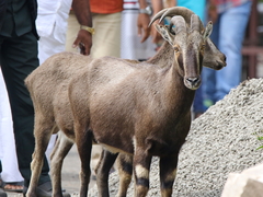 Nilgiritragus hylocrius