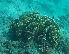 Millepora platyphylla