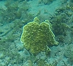 Millepora platyphylla