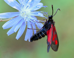 Zygaena osterodensis