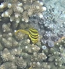 Chaetodon octofasciatus