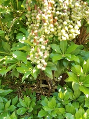 Pieris