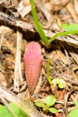 Xerophloea viridis