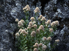 Ageratina occidentalis