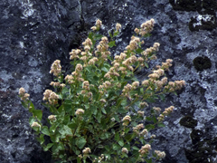 Ageratina occidentalis