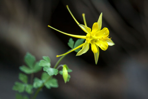 Aquilegia chrysantha iNat (1)