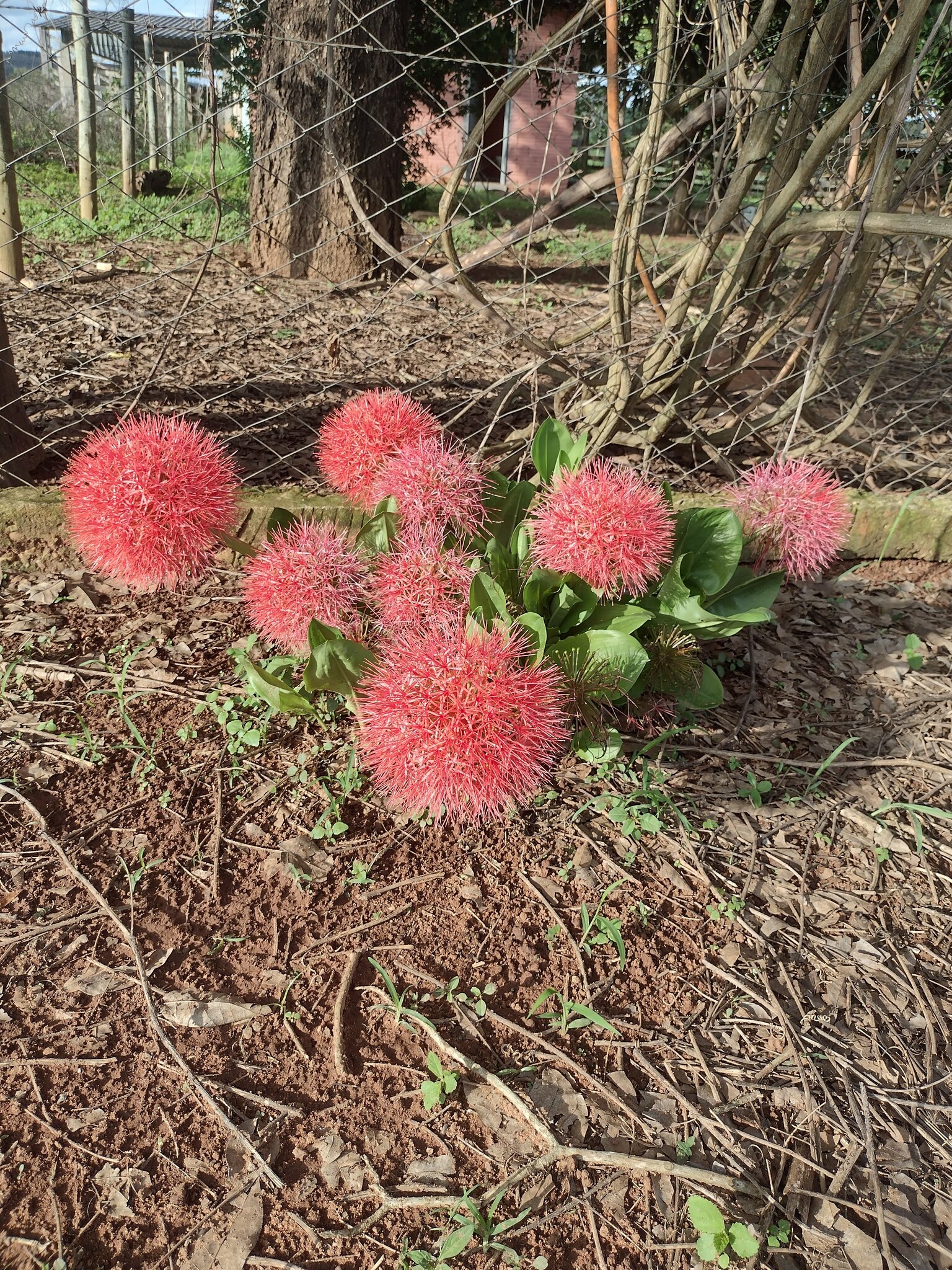 Scadoxus multiflorus