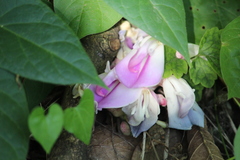 Canavalia septentrionalis