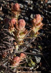 Castilleja arachnoidea