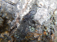 Insecta