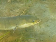 American Eel photo 3