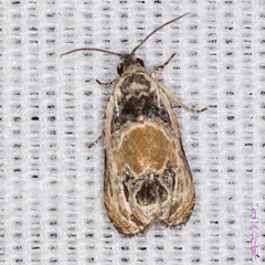 Olethreutes griseoalbana